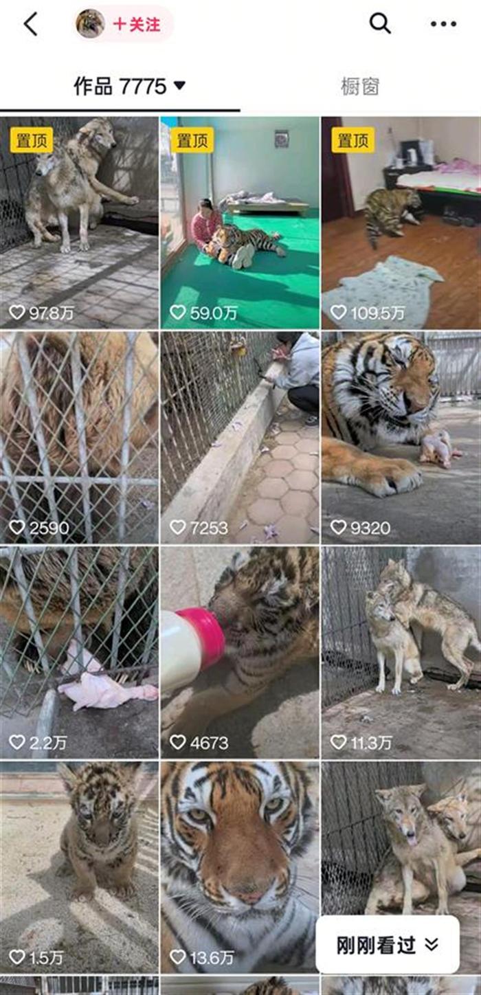 狼為何見飼養(yǎng)員躲墻角發(fā)抖？動(dòng)物專家揭秘氣味與信任的博弈