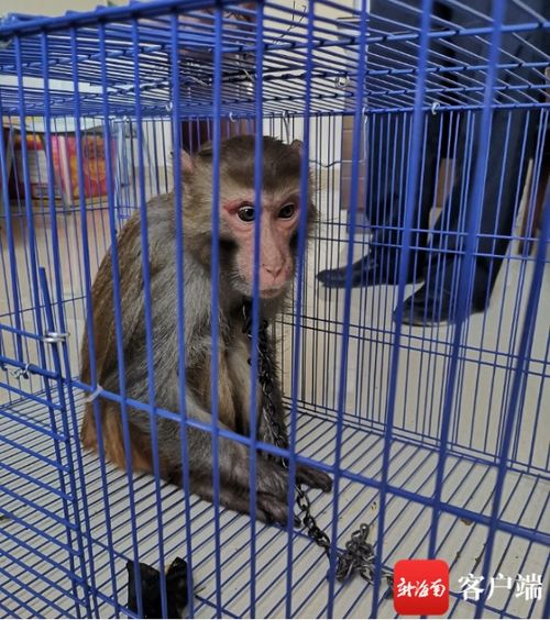 違法飼養(yǎng)國家二級保護動物獼猴，白沙一男子被依法刑拘