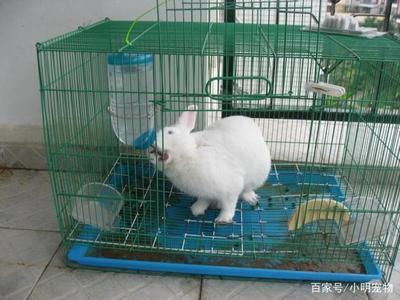 科學(xué)飼養(yǎng)兔子 蔬菜選擇指南與飼料搭配，守護腸胃健康
