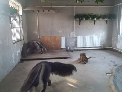 大冷天，天津動物園動物沒秋褲怎么過？第一個就能讓你笑哭了！